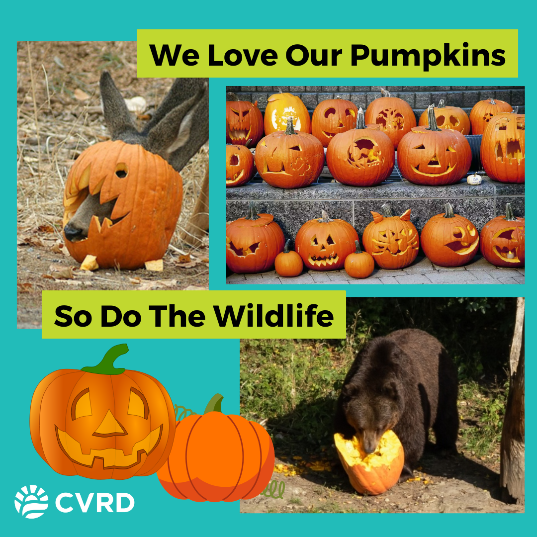 WildSafe Halloween Pumpkin 2025