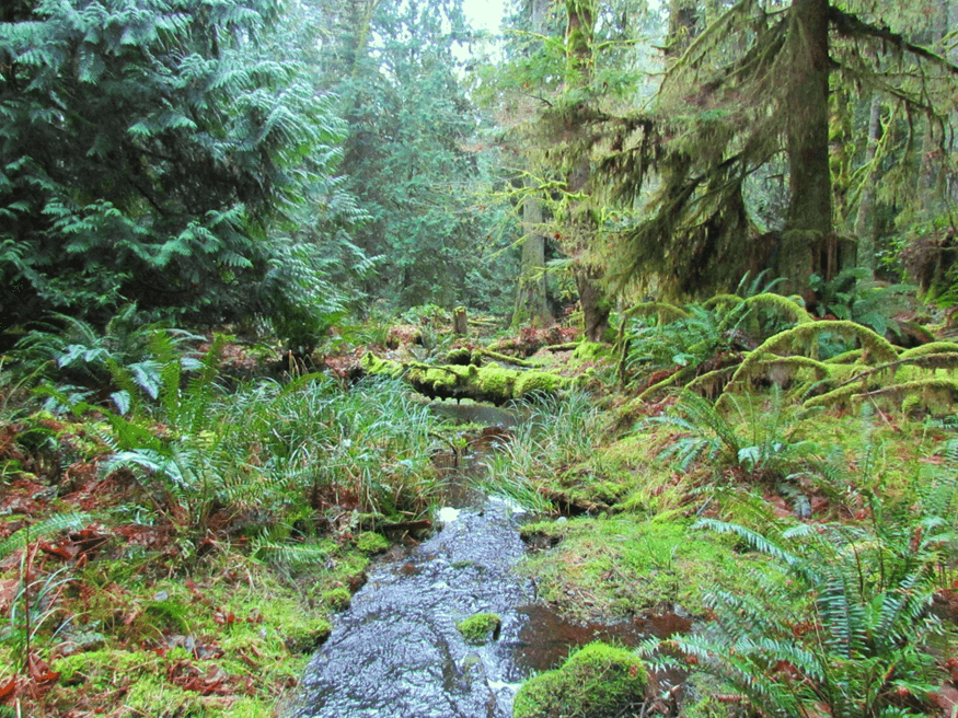 Yellowpoint Bog