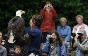 Eagle Show at the Raptor Centre