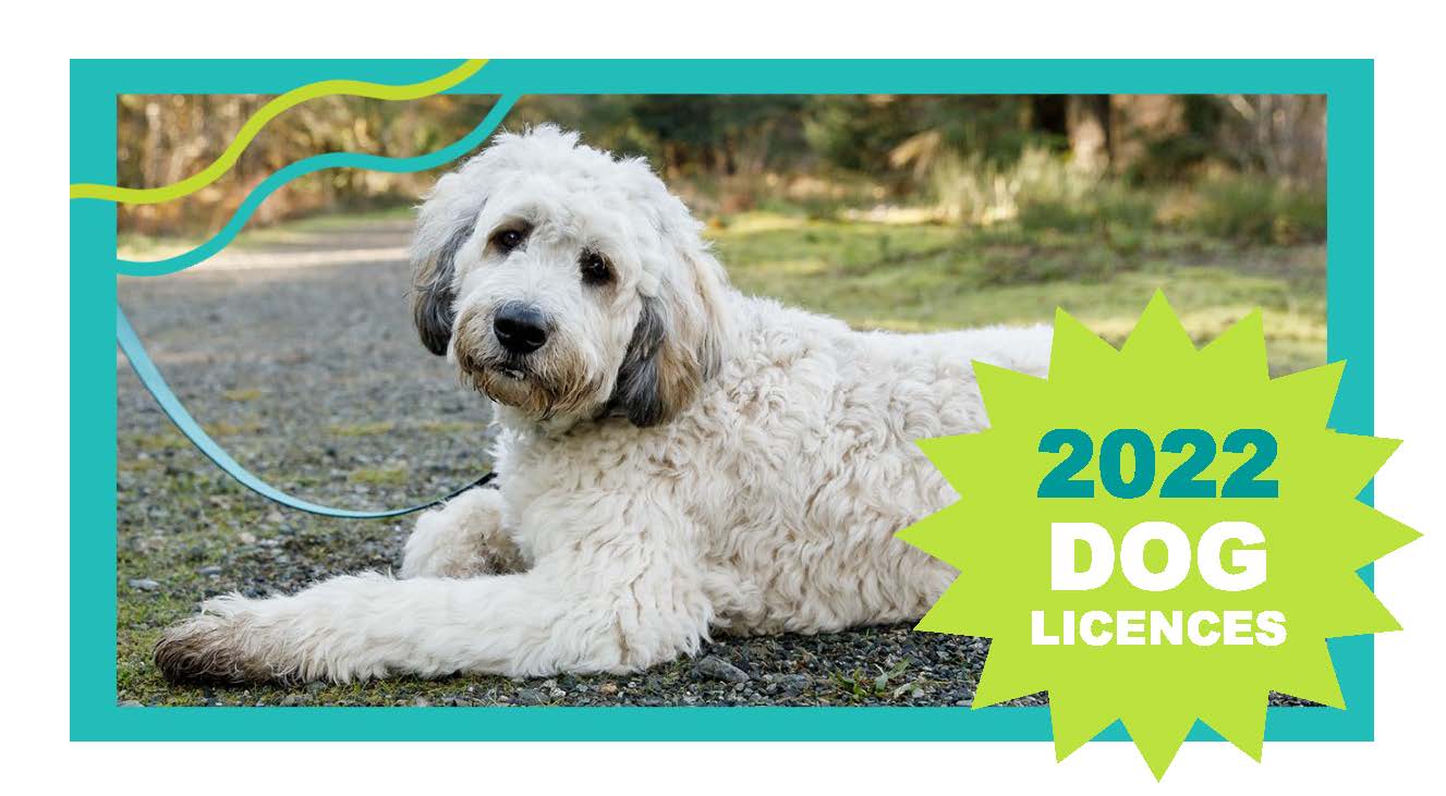 Dog Licence Pic Website