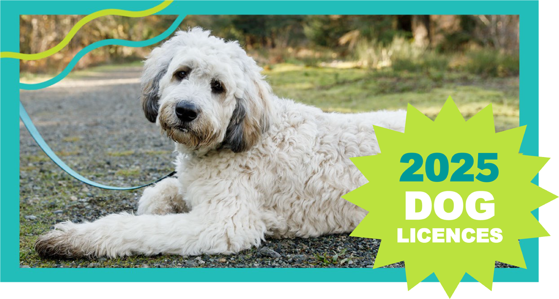 2025-Dog-Licence-CVRD-Bylaw curly hair dog laying on grass